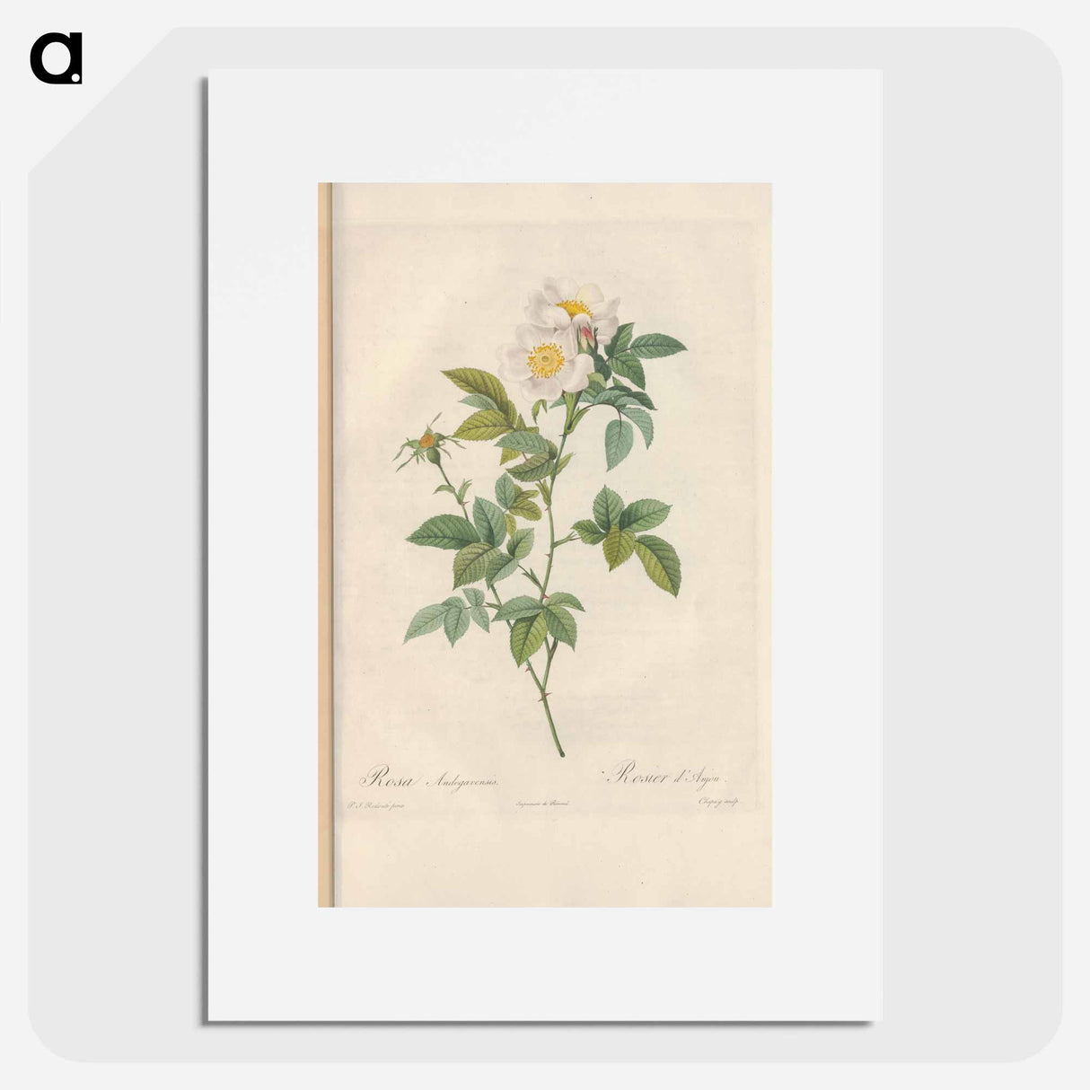 Rose illustration - Pierre Joseph Redouté Poster.