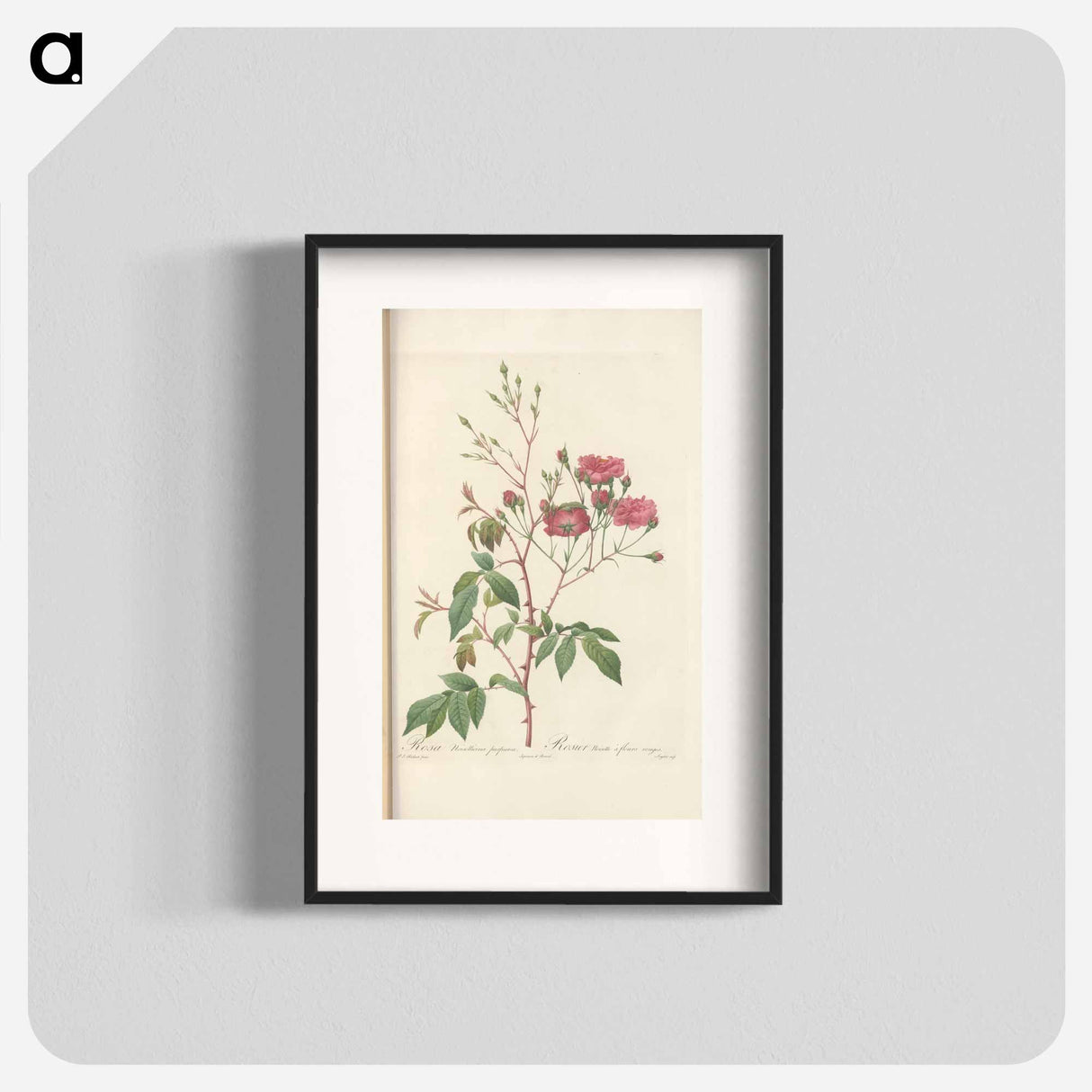 Rose illustration - Pierre Joseph Redouté Poster.