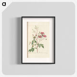Rose illustration - Pierre Joseph Redouté Poster.