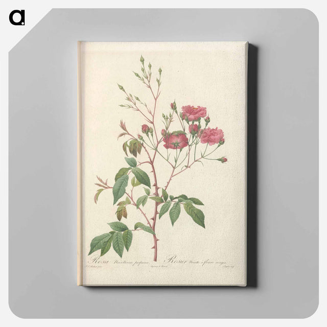 アートパネル-Rose illustration - ピエール ジョゼフ ルドゥーテ Canvas.