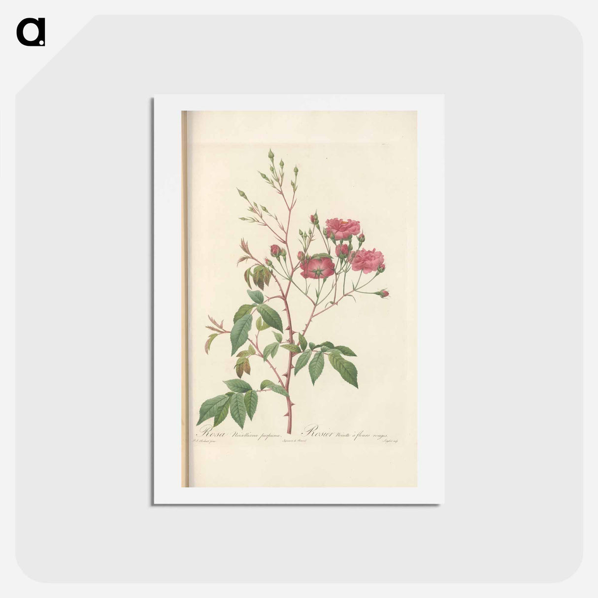 アートポストカード-Rose illustration - ピエール ジョゼフ ルドゥーテ Postcard.