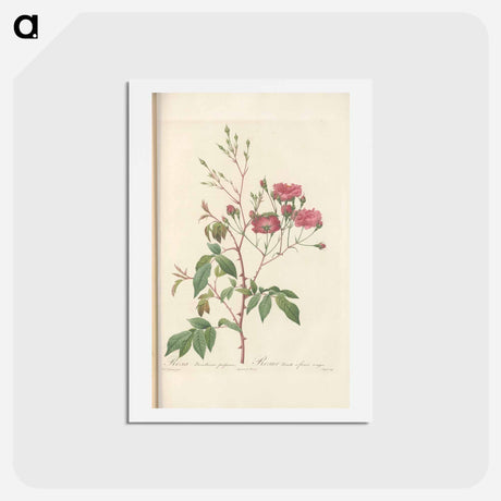 アートポストカード-Rose illustration - ピエール ジョゼフ ルドゥーテ Postcard.
