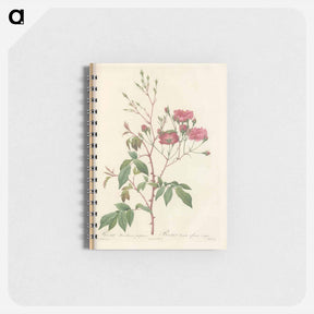 アートメモ帳-Rose illustration - ピエール ジョゼフ ルドゥーテ Memo.
