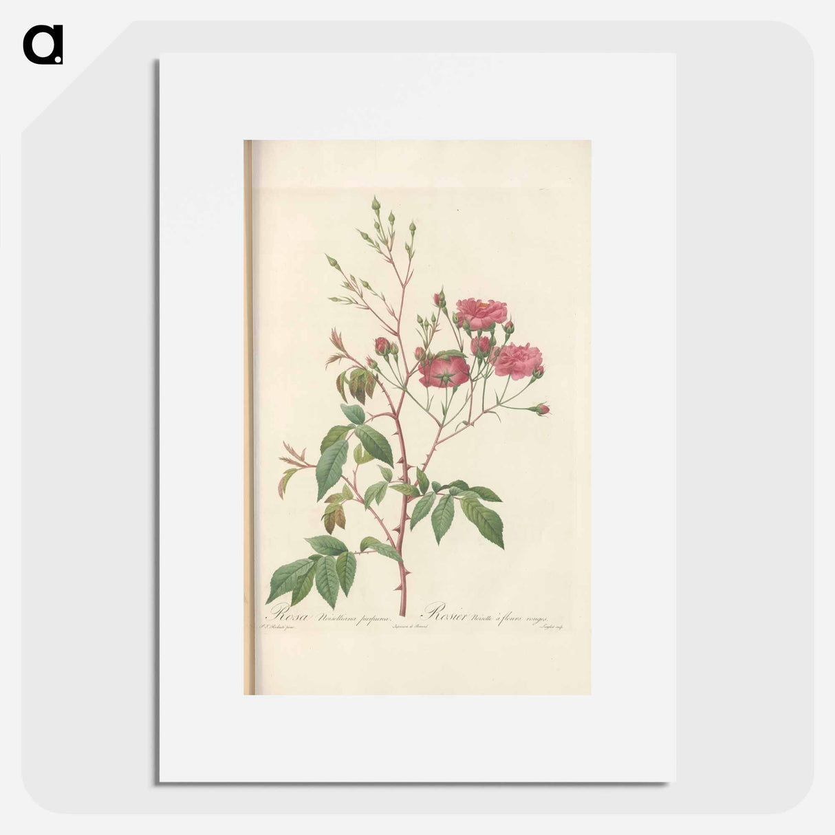 Rose illustration - Pierre Joseph Redouté Poster.