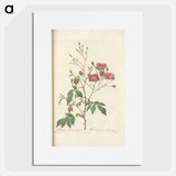 Rose illustration - Pierre Joseph Redouté Poster.
