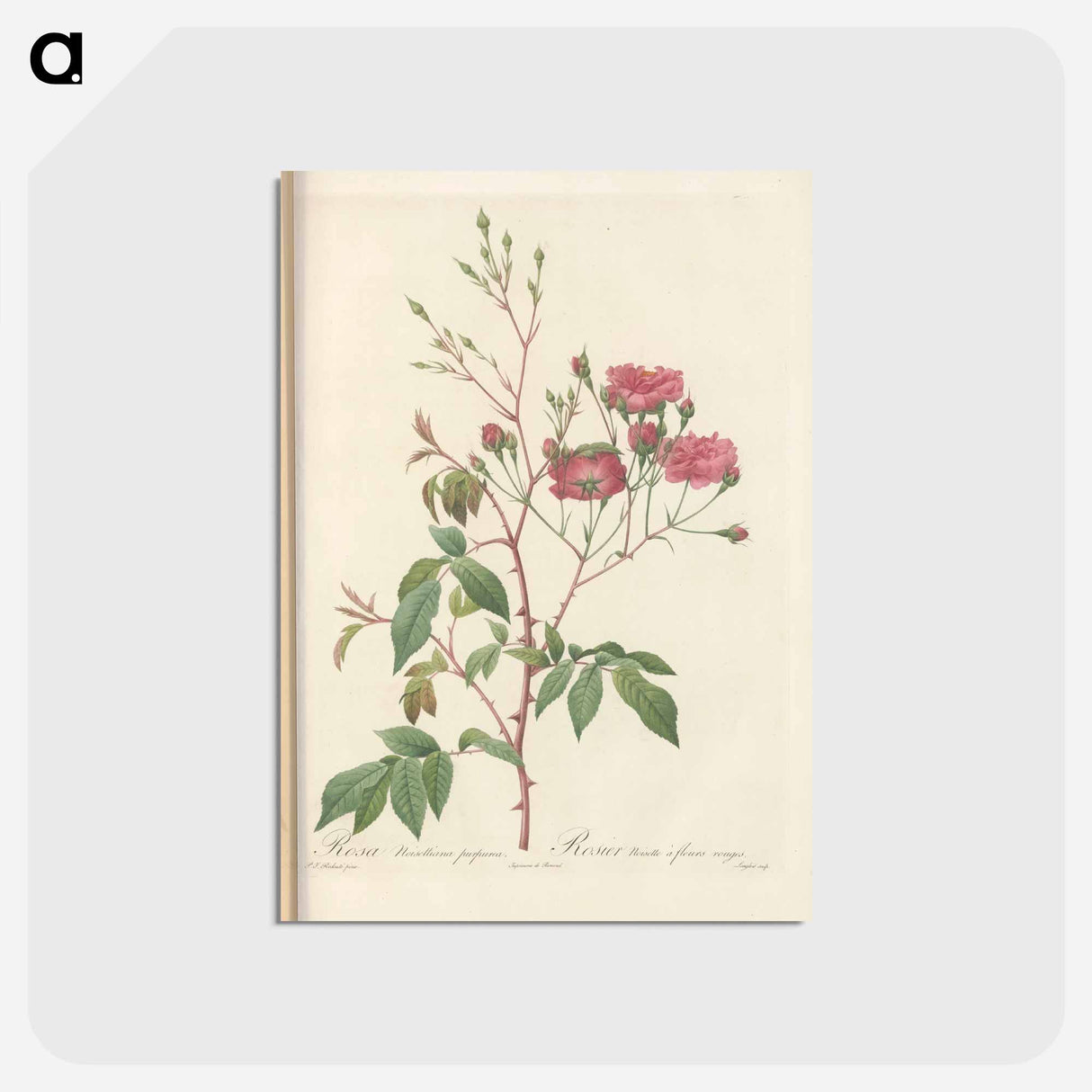 アートポストカード-Rose illustration - ピエール ジョゼフ ルドゥーテ Postcard.