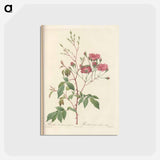 アートポストカード-Rose illustration - ピエール ジョゼフ ルドゥーテ Postcard.