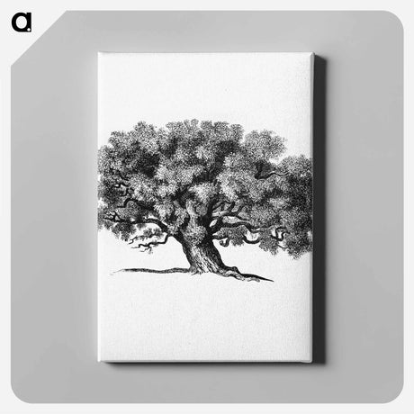アートパネル-Victorian Tree Engraving
 - 大英図書館 Canvas.