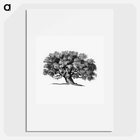 アートポスター-Victorian Tree Engraving
 - 大英図書館 Poster.