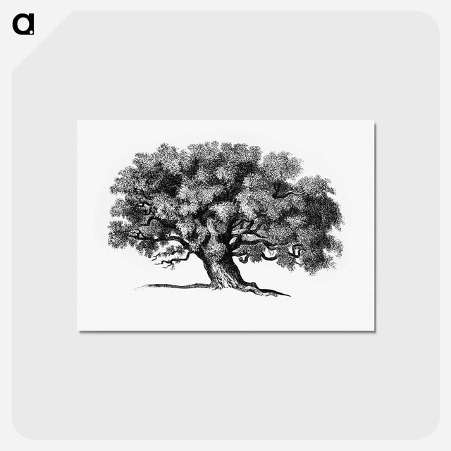 アートポストカード-Victorian Tree Engraving
 - 大英図書館 Postcard.