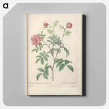 アートパネル-Rose illustration - ピエール ジョゼフ ルドゥーテ Canvas.
