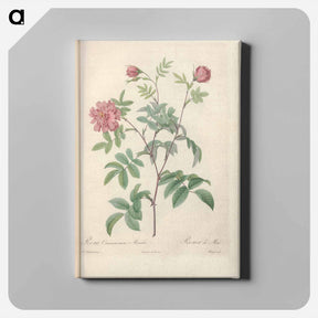アートパネル-Rose illustration - ピエール ジョゼフ ルドゥーテ Canvas.