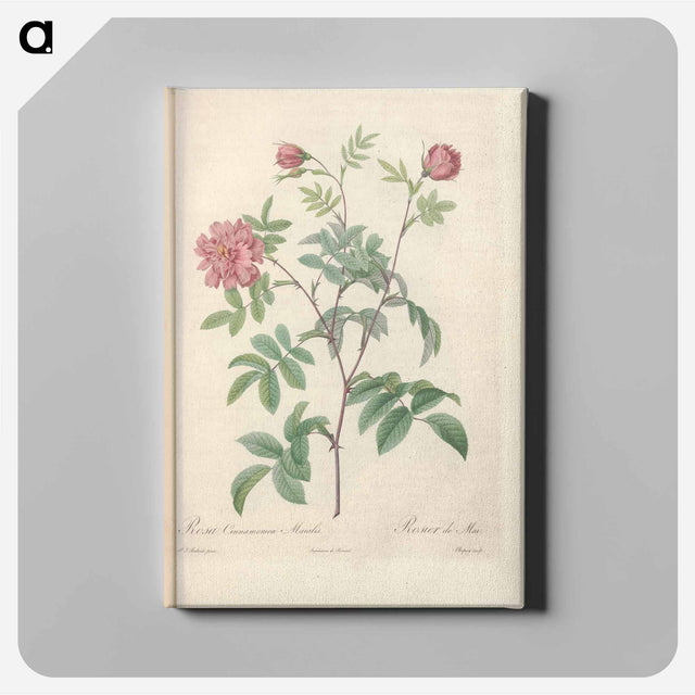アートパネル-Rose illustration - ピエール ジョゼフ ルドゥーテ Canvas.