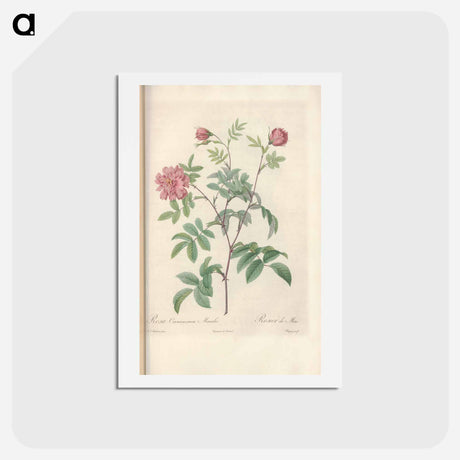 アートポストカード-Rose illustration - ピエール ジョゼフ ルドゥーテ Postcard.