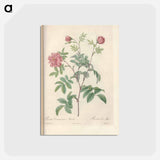 アートポストカード-Rose illustration - ピエール ジョゼフ ルドゥーテ Postcard.