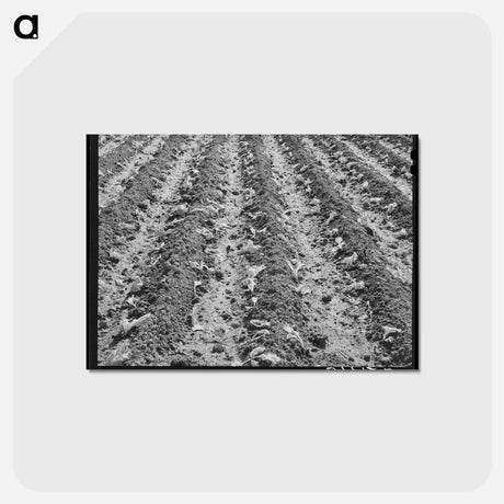 アートポストカード-Young Lettuce, San Angelo
 - ラッセル リー Postcard.