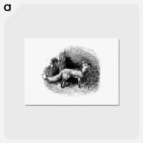 アートポストカード-Cur Fox
 - 大英図書館 Postcard.