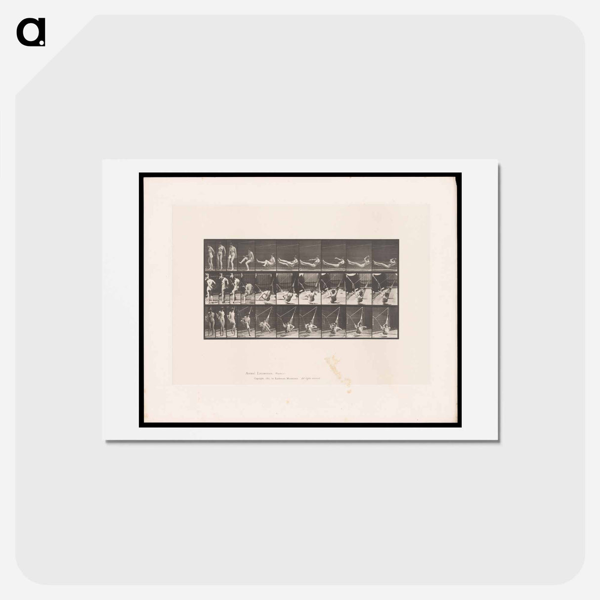 アートポストカード-Hammock Rest
 - エドワード マイブリッジ Postcard.
