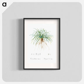 アートポスター-Convallaria japonica illustration - ピエール ジョゼフ ルドゥーテ Poster.