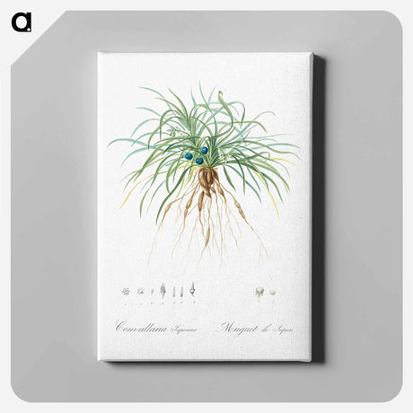 アートパネル-Convallaria japonica illustration - ピエール ジョゼフ ルドゥーテ Canvas.