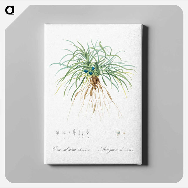 アートパネル-Convallaria japonica illustration - ピエール ジョゼフ ルドゥーテ Canvas.