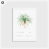 アートポストカード-Convallaria japonica illustration - ピエール ジョゼフ ルドゥーテ Postcard.