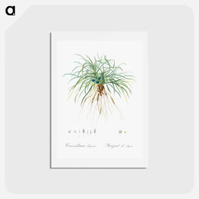 アートポストカード-Convallaria japonica illustration - ピエール ジョゼフ ルドゥーテ Postcard.