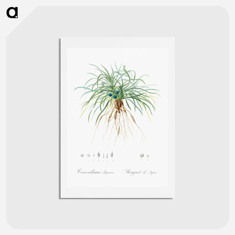アートポストカード-Convallaria japonica illustration - ピエール ジョゼフ ルドゥーテ Postcard.