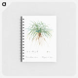 Convallaria japonica illustration - ピエール ジョゼフ ルドゥーテ Memo.
