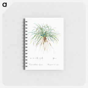 アートメモ帳-Convallaria japonica illustration - ピエール ジョゼフ ルドゥーテ Memo.