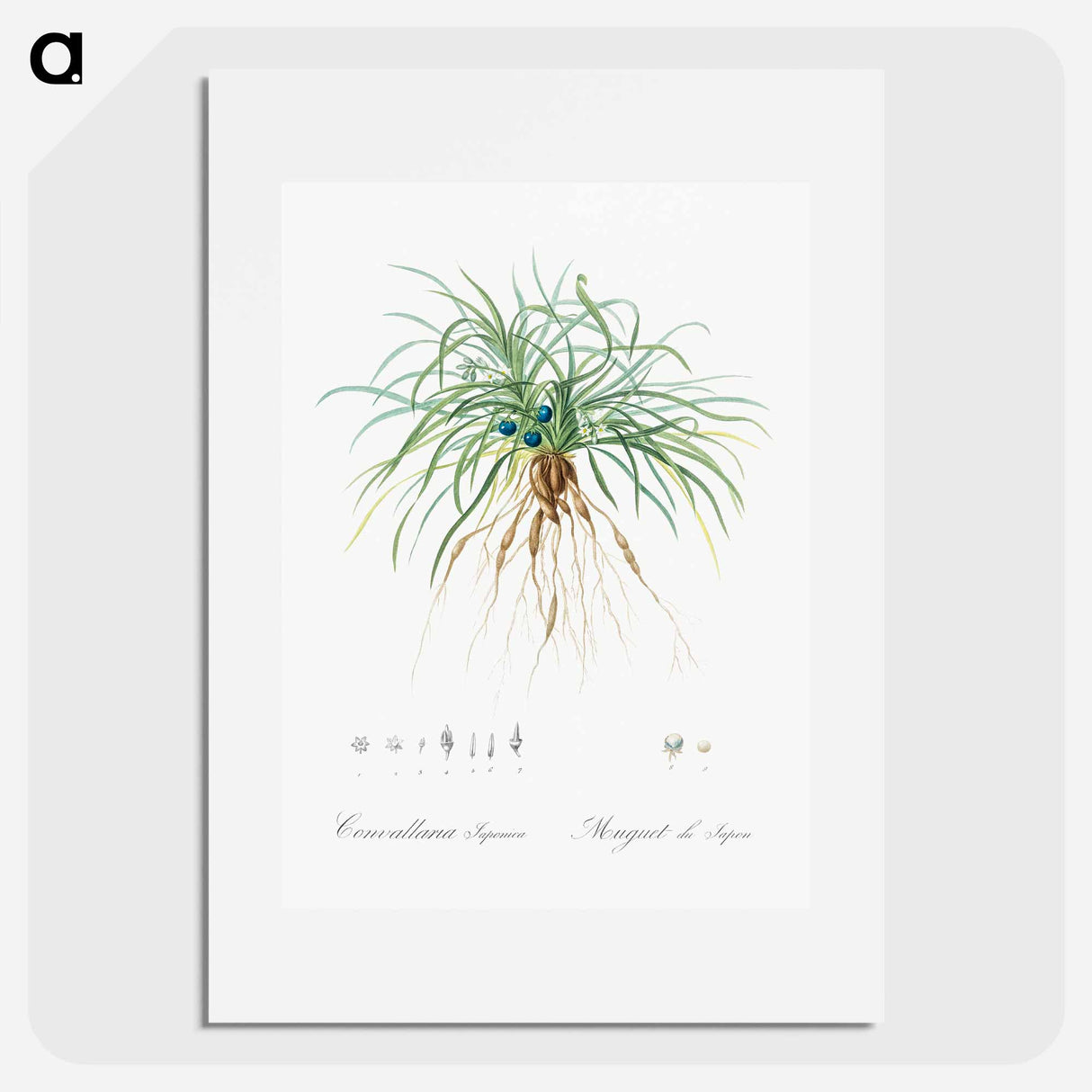 Convallaria japonica illustration - ピエール ジョゼフ ルドゥーテ Poster.