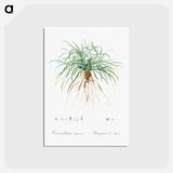 アートポストカード-Convallaria japonica illustration - ピエール ジョゼフ ルドゥーテ Postcard.