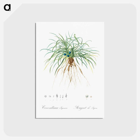 アートポストカード-Convallaria japonica illustration - ピエール ジョゼフ ルドゥーテ Postcard.