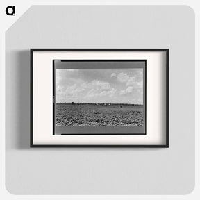 アートポスター-The Delta landscape is dotted with cotton cabins for sharecroppers. - ドロテア ラング Poster.