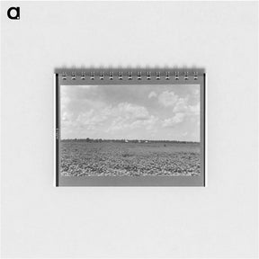 アートメモ帳-The Delta landscape is dotted with cotton cabins for sharecroppers. - ドロテア ラング Memo.