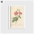 アートポストカード-Rose illustration - ピエール ジョゼフ ルドゥーテ Postcard.