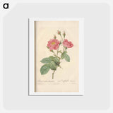 アートポストカード-Rose illustration - ピエール ジョゼフ ルドゥーテ Postcard.