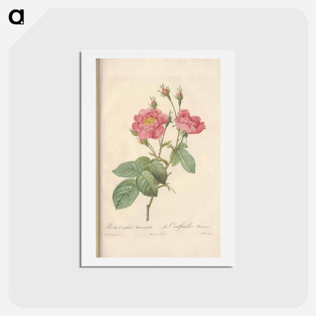 アートポストカード-Rose illustration - ピエール ジョゼフ ルドゥーテ Postcard.