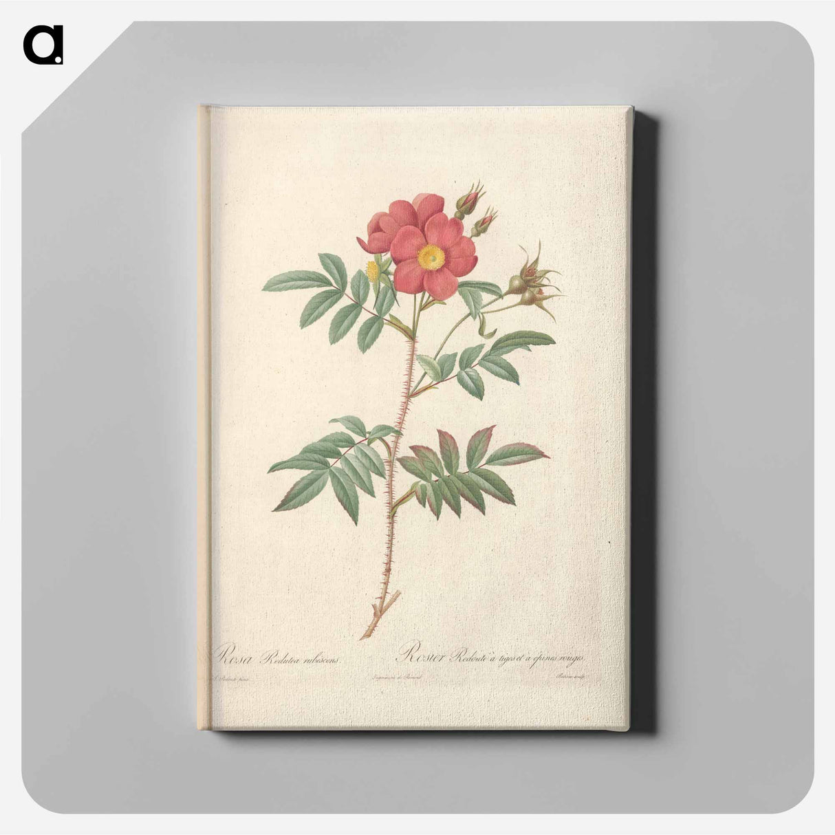アートパネル-Rose illustration - ピエール ジョゼフ ルドゥーテ Canvas.
