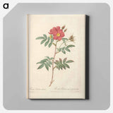 アートパネル-Rose illustration - ピエール ジョゼフ ルドゥーテ Canvas.