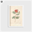 アートポストカード-Rose illustration - ピエール ジョゼフ ルドゥーテ Postcard.