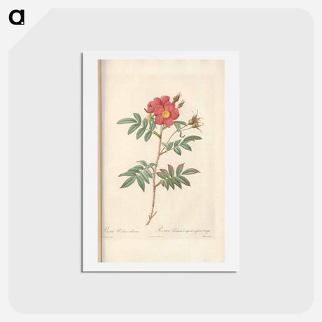 アートポストカード-Rose illustration - ピエール ジョゼフ ルドゥーテ Postcard.