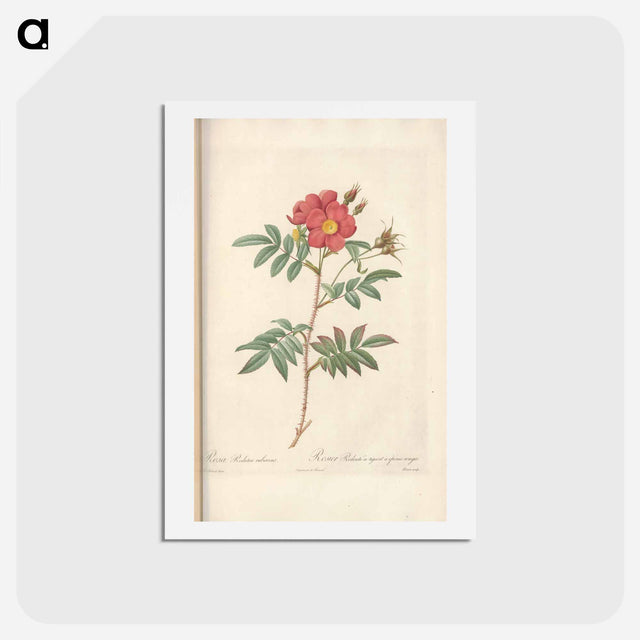 アートポストカード-Rose illustration - ピエール ジョゼフ ルドゥーテ Postcard.