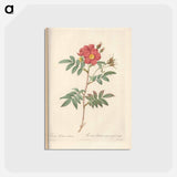 アートポストカード-Rose illustration - ピエール ジョゼフ ルドゥーテ Postcard.
