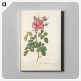 アートパネル-Rose illustration - ピエール ジョゼフ ルドゥーテ Canvas.