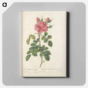 アートパネル-Rose illustration - ピエール ジョゼフ ルドゥーテ Canvas.