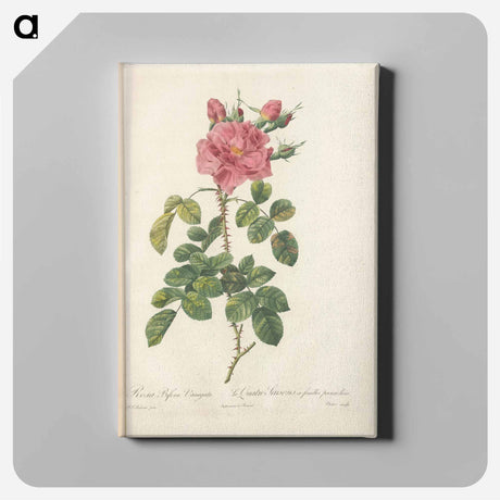 アートパネル-Rose illustration - ピエール ジョゼフ ルドゥーテ Canvas.