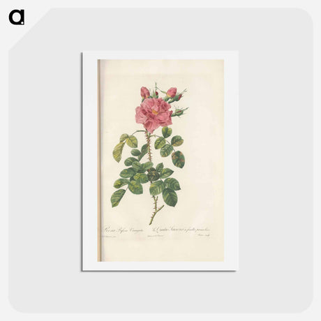 アートポストカード-Rose illustration - ピエール ジョゼフ ルドゥーテ Postcard.