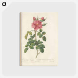 アートポストカード-Rose illustration - ピエール ジョゼフ ルドゥーテ Postcard.