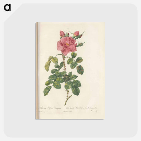 アートポストカード-Rose illustration - ピエール ジョゼフ ルドゥーテ Postcard.